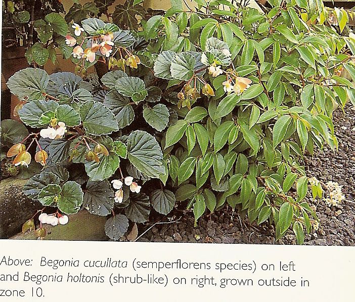 B. cucullata var. cucullata